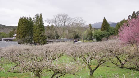 orquídea de los ciruelos ume que florecen en primavera en japón