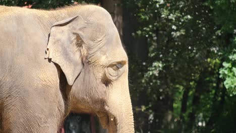 a sculpture of a working elephant, a terrestrial animal, standing amidst the trees in a wooden landscape