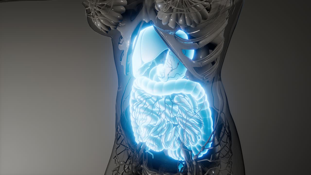 partes y funciones del sistema digestivo humano