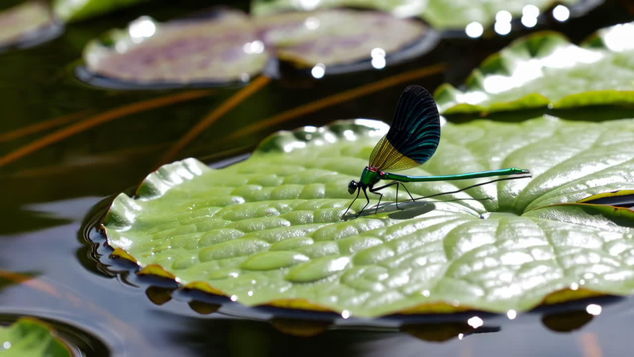 Colorful Dragonfly on Lily Pad
