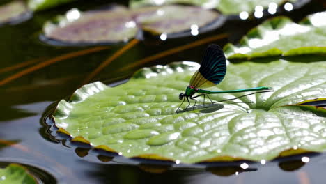 colorful dragonfly on lily pad