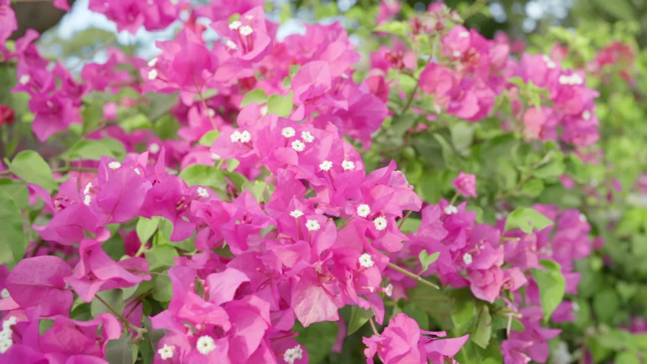 A close-up video of vibrant pink flowers gently swaying in the breeze, captured in natural daylight in Senegal.