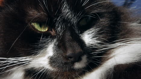 black and white cat close up