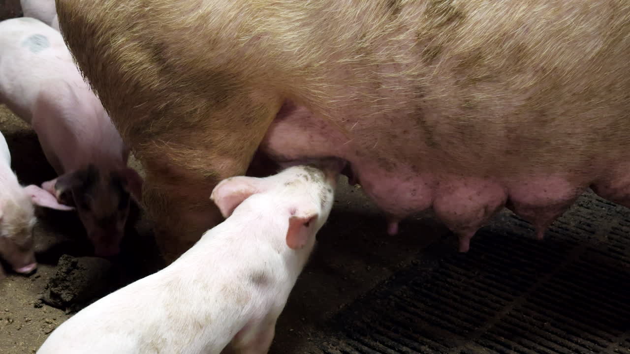 Livestock breeding, piglets udder feeding, farming industry animals