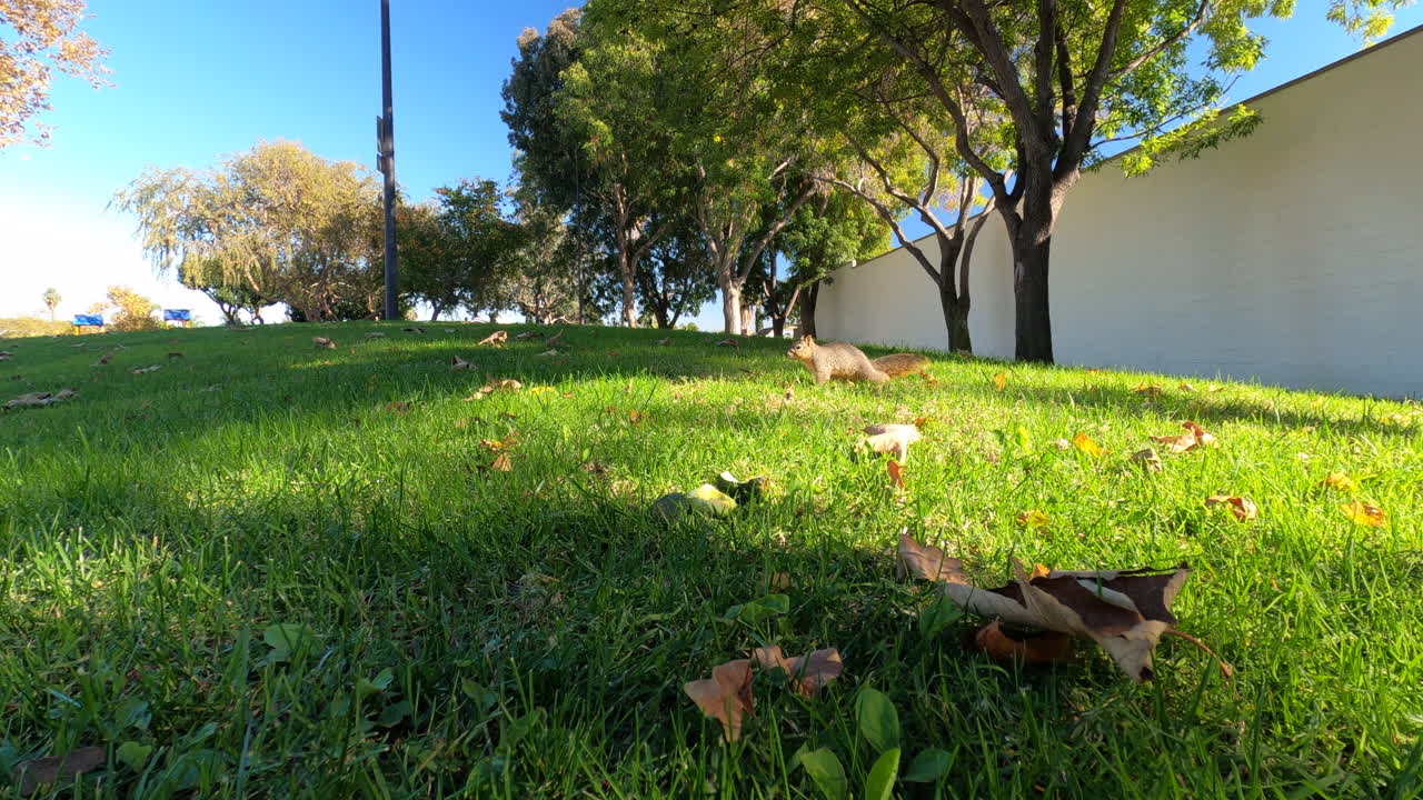 Squirrel wandering up to camera and eating nut in green grass