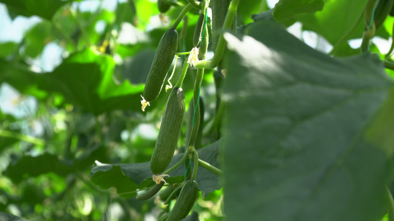 varios pepinos pequeños colgando de una planta rodeada de hojas verdes