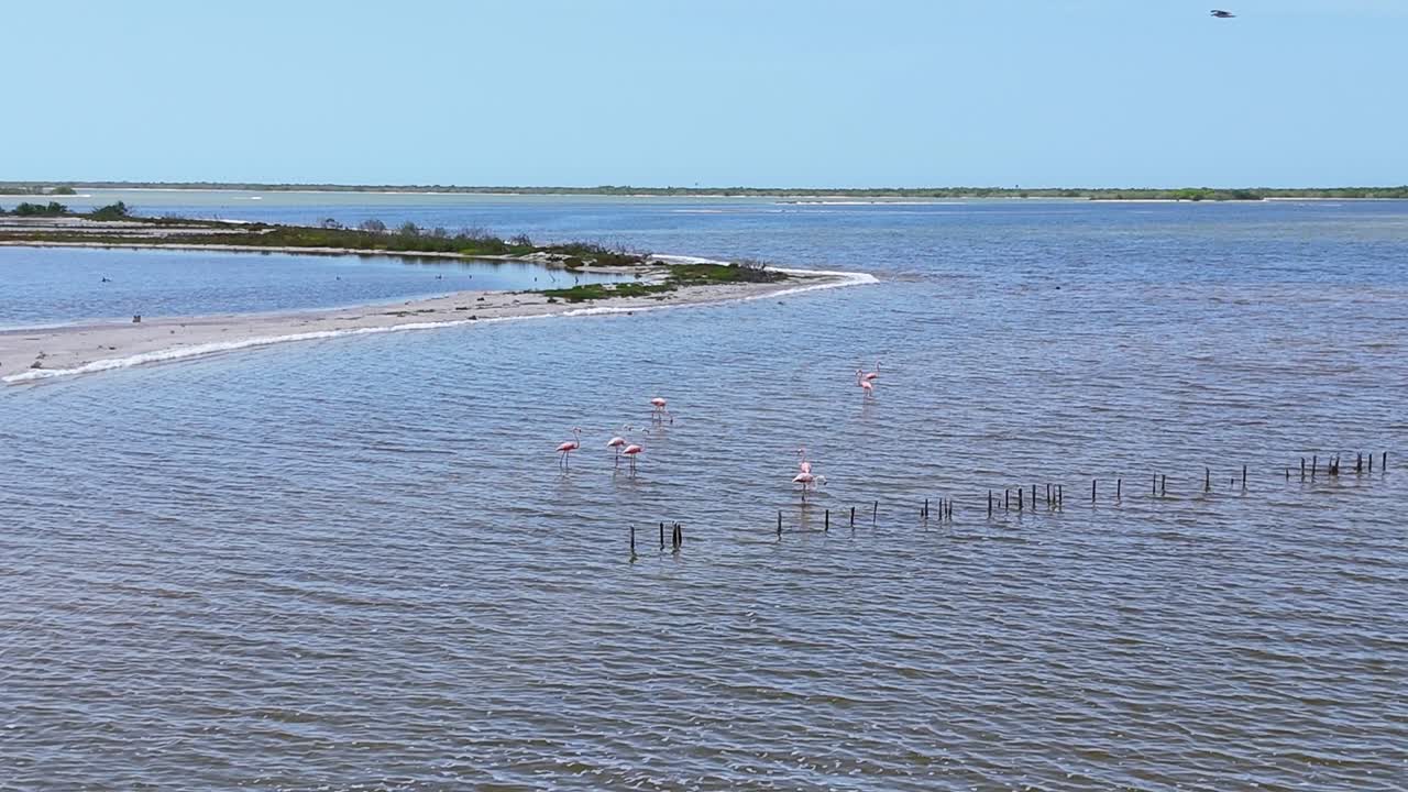 Scenic view of flamingos wading in the waters of Río Lagartos, Yucatán, with coastal sandbanks and mangroves in the distance