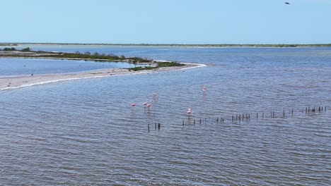 scenic view of flamingos wading in the waters of río lagartos, yucatán, with coastal sandbanks and mangroves in the distance