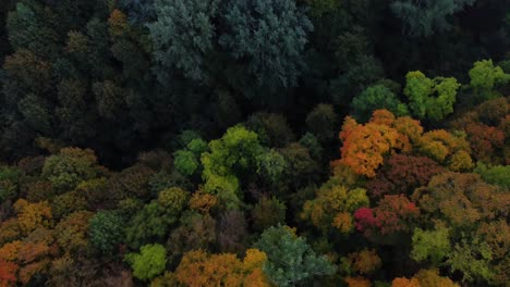 Drone-shot-of-fall-colored-trees