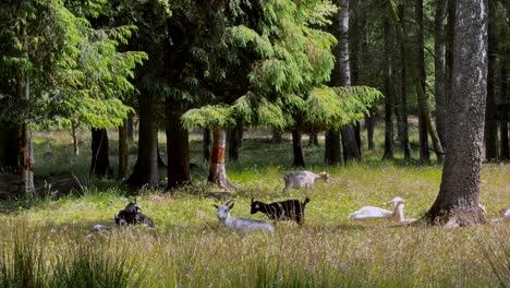 pack of goats resting in a field near a forest