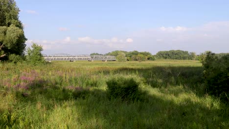 Schöner-Filmischer-Clip,-Der-Sich-über-Hohes-Grünes-Gras-Mit-Weißer-Brücke-Im-Hintergrund-Bewegt