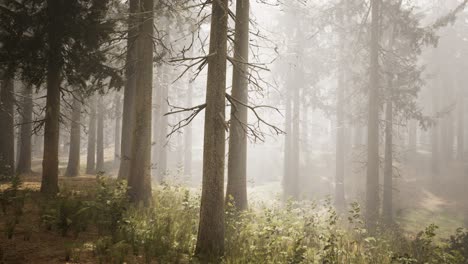 sunbeams in natural spruce forest