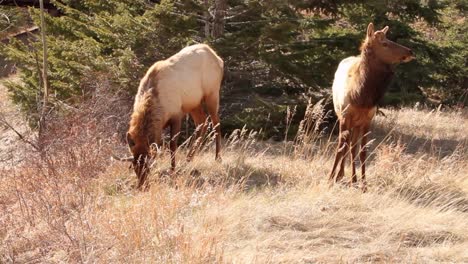 Two-golden-lit-shaggy-Wapiti-Elk-eat-tall-dry-grass-in-windy-meadow