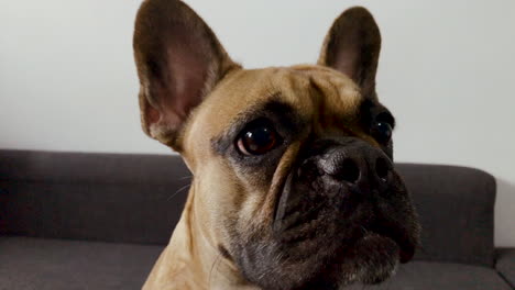 French-bulldog-face-close-up