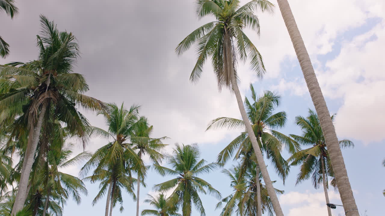 열대 섬에 있는  ⁇ 나무 들 이 바람 에 불어 아름다운 휴가 여행 목적지 소개 개념
