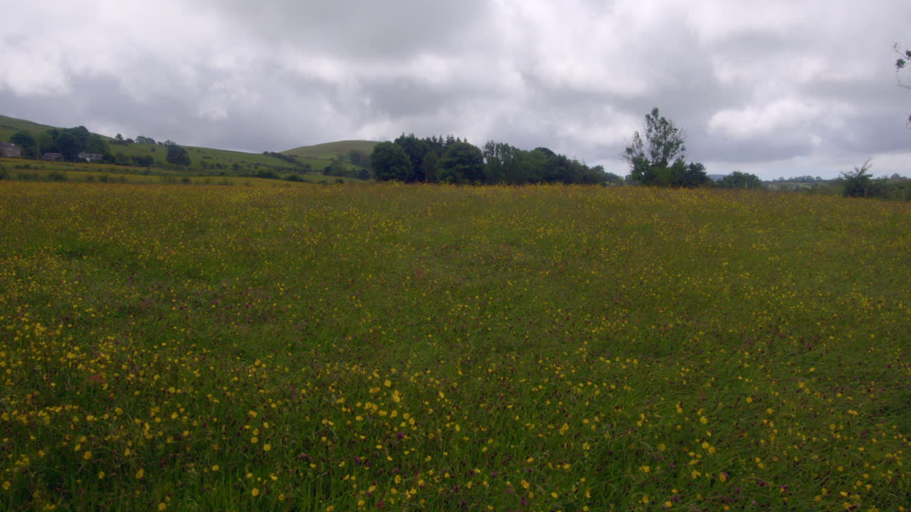 Extra wide shot of a Meadow full of butter cups, ranunculus