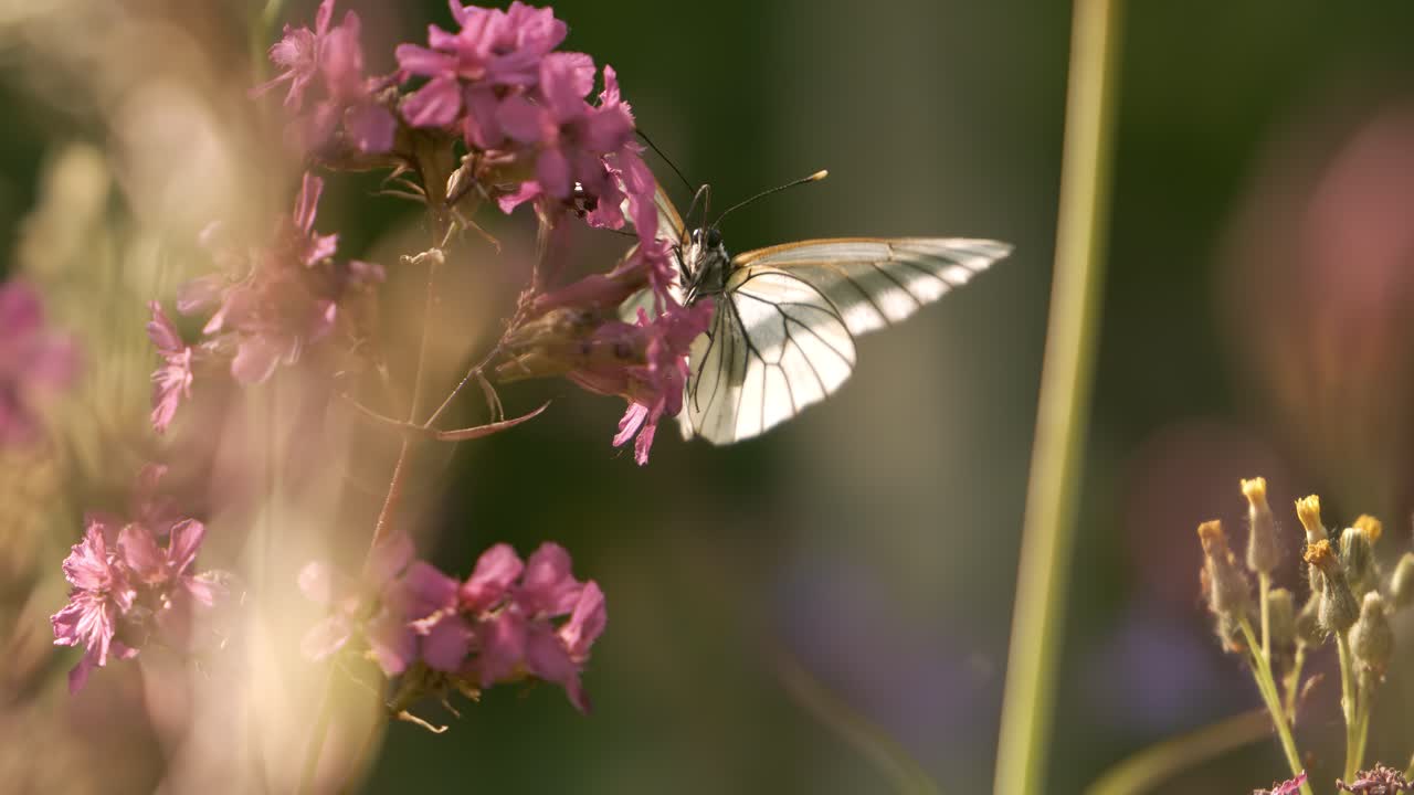 Farfalla Aporia crataegi, la pieride del biancospino. Ripresa con telecamera super slow motion a 1000 fps.