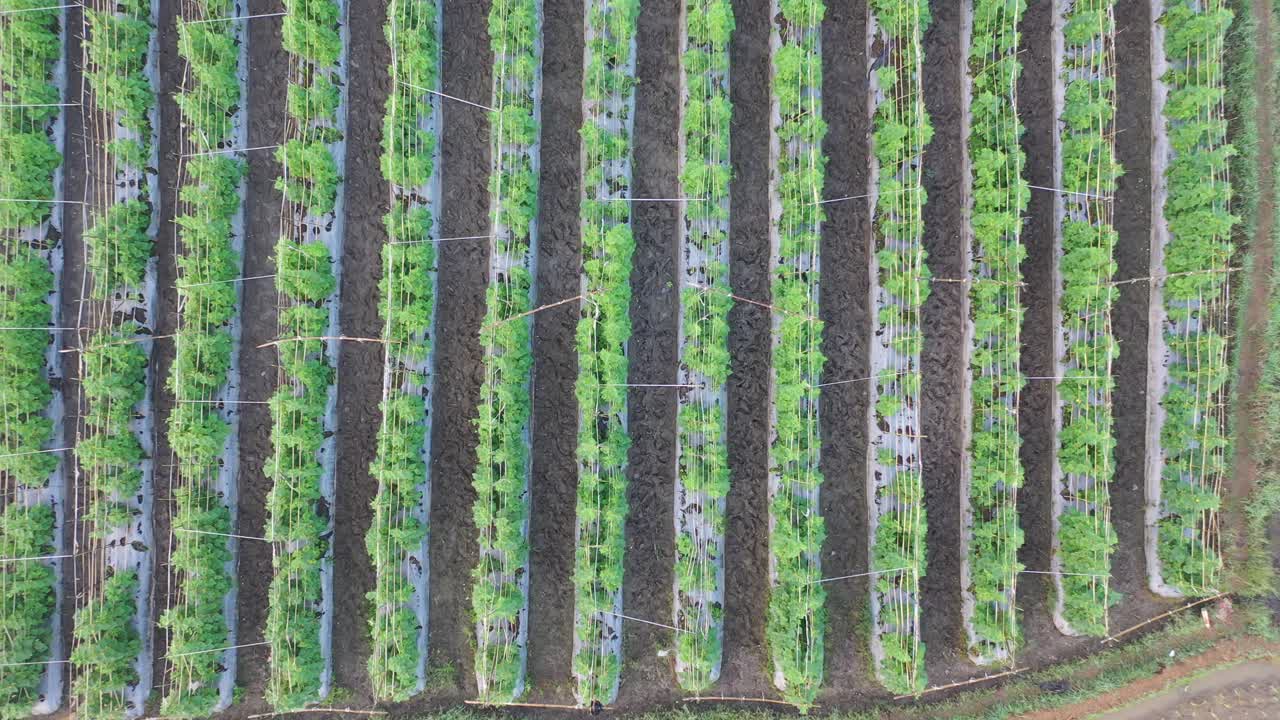 vista aérea de una granja de hortalizas