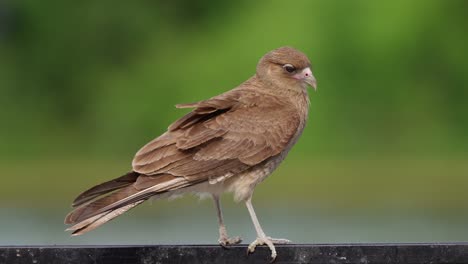 especies de aves depredadoras, una caracara de chimango salvaje, milvago chimango posado en la barandilla en un día ventoso, preguntándose por sus alrededores contra un fondo borroso, enfoque selectivo de cerca