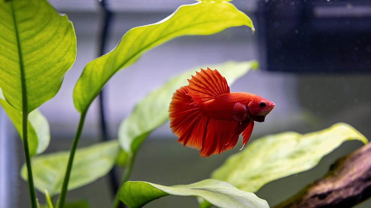 Betta vermelho nadando da direita e abanando as barbatanas em aquário plantado, mostrando perfil completo com filtro.