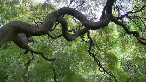 curvy branches of lacy leaf japanese maple tree