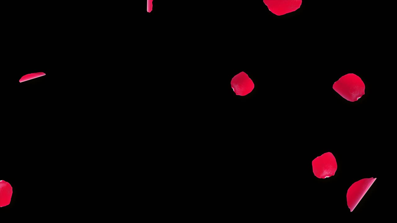 Anniversary loop background with falling red rose petals realistic 3d green screen loop animation
