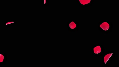 anniversary loop background with falling red rose petals realistic 3d green screen loop animation