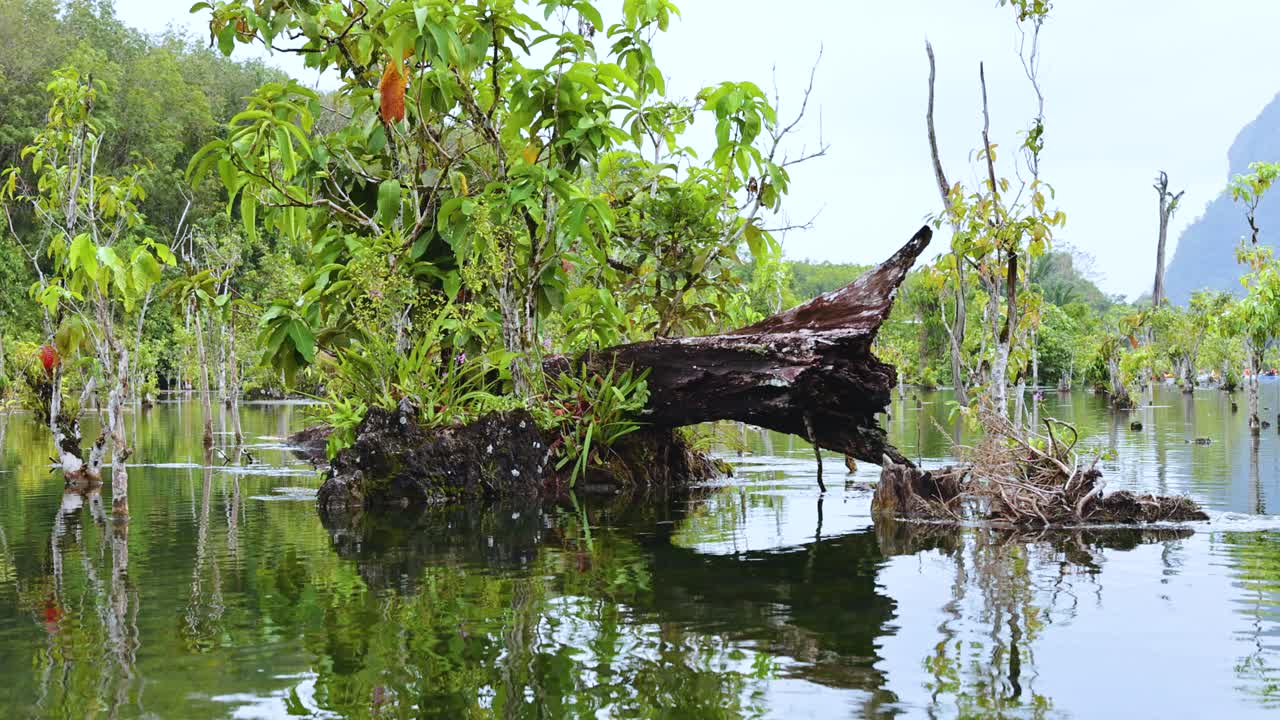 나무 줄기 와 뿌리 는 초록색 이 있는 은 물 운하 에 있다