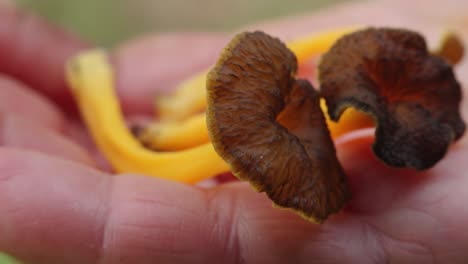 Autumn-mushrooms-in-the-forest-sunlight-in-the-forest