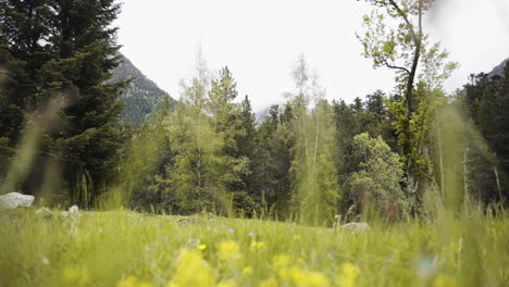 Grünes-Wiesenfeld-Mit-Gelber-Blume-Im-Nationalpark-Aigüestortes-In-Den-Katalanischen-Pyrenäen-Spanien-An-Einem-Sonnigen-Tag