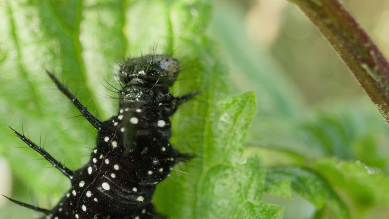 Caterpillar feeding in partial shade, small movements on leaf surface