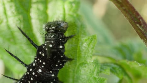 caterpillar feeding in partial shade, small movements on leaf surface
