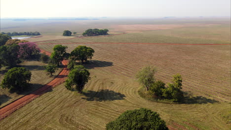 aerial view of field with trees and dirt road