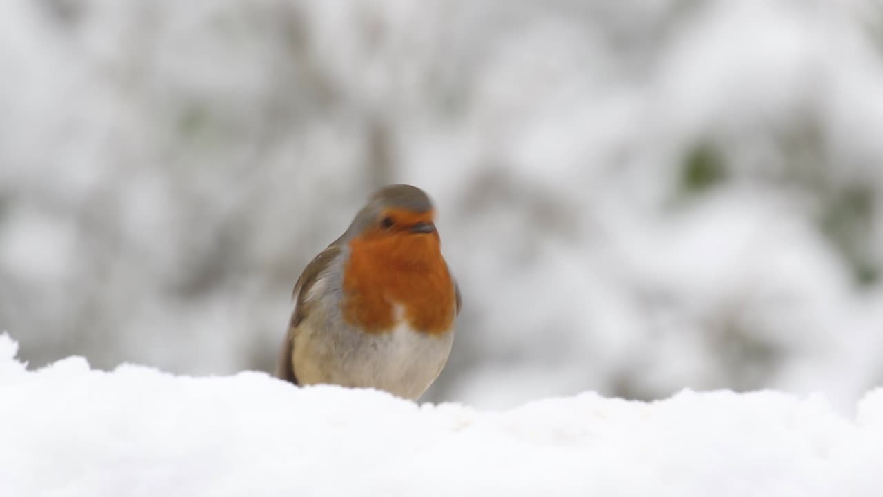 Rotkehlchen (Erithacus rubecula) im Schnee. Großbritannien
