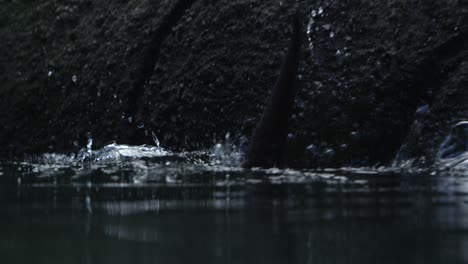 otter jumps into water epic slow motion