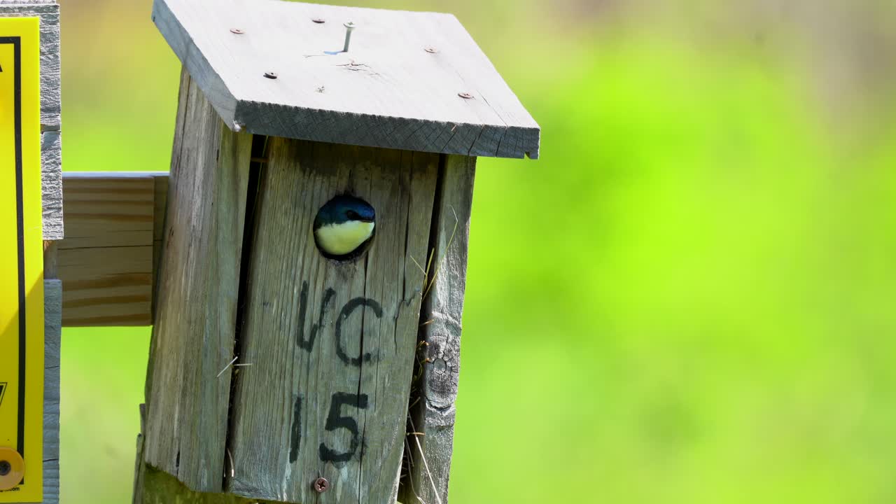 개미 구멍에 들어가고 나오는 개미들