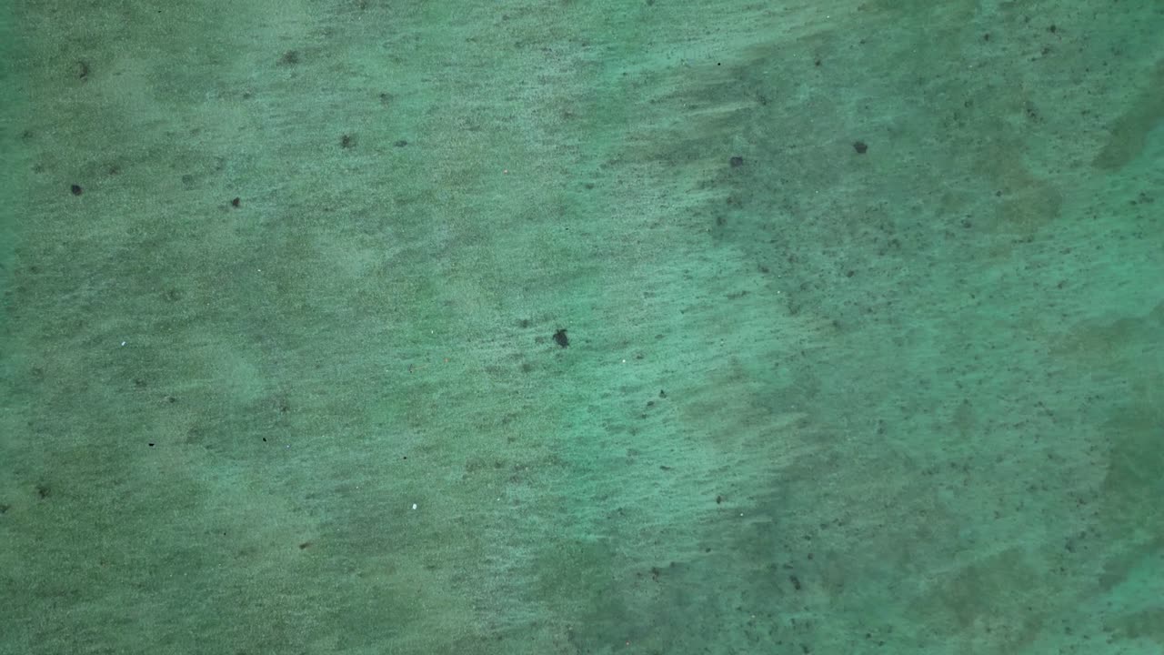 Gruppo di tartarughe marine che nuotano insieme in acque oceaniche chiare e poco profonde sopra un fondale sabbioso, a rappresentare la vita marina e la conservazione. Magica veduta aerea da drone in discesa
