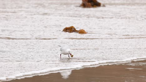 a red-billed gull searches for food on a sandy beach, with gentle waves and overcast lighting creating a serene coastal scene