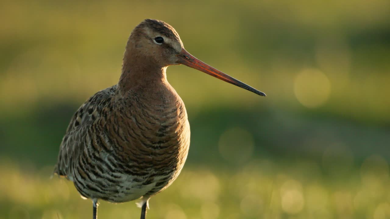 Black-tailed Godwit in a Field