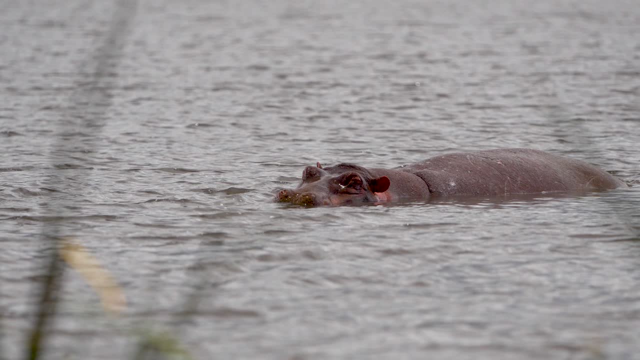 hipopótamo respirando en la superficie del lago del cráter ngorongoro y preservado en tanzania áfrica, tiro largo de mano