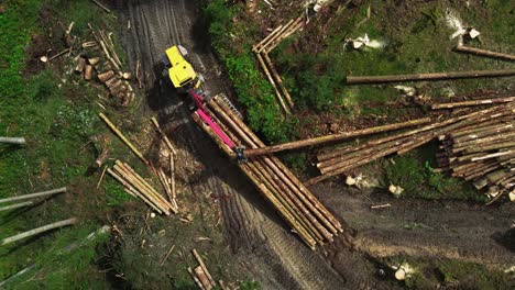 top down view of logging equipment in action at the forest - processing spruce forest