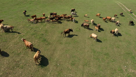 Antenne:-Rotierende-Drohnenaufnahme-Einer-Herde-Schöner-Brauner-Kühe,-Die-Mit-Schwänzen-Wedeln-Und-Gras-Auf-Der-Wiese-Weiden-Lassen