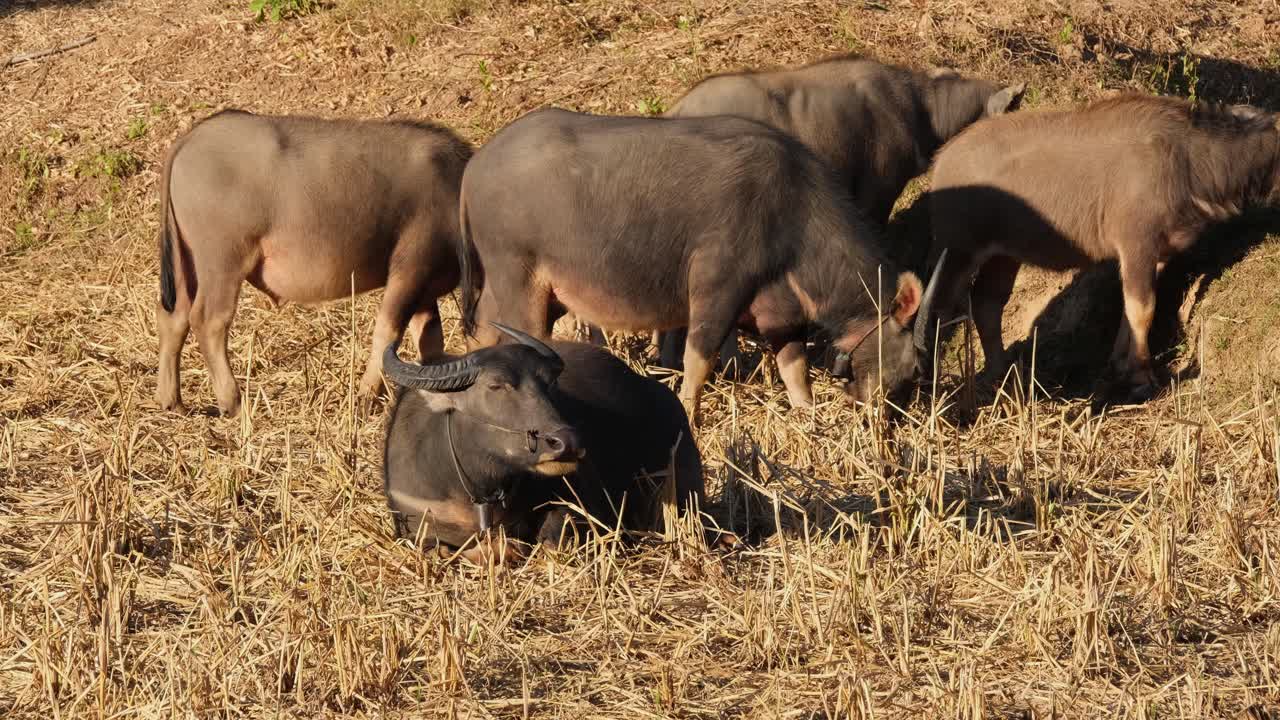 땅에 쉬고 있는 동안 먹이를 주는 카라바오 그룹, 카라바오 방목, 물소, 부발루스 부발리스, 태국