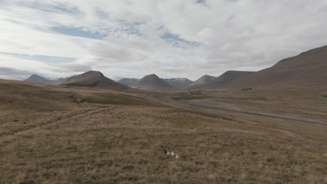 Paisaje-De-Montaña-Con-Ovejas-Corriendo,-Carro-Hacia-Adelante