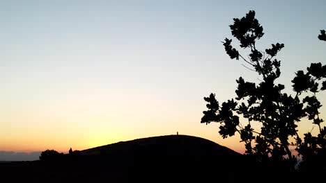 cool sunset and tree blowing in the wind