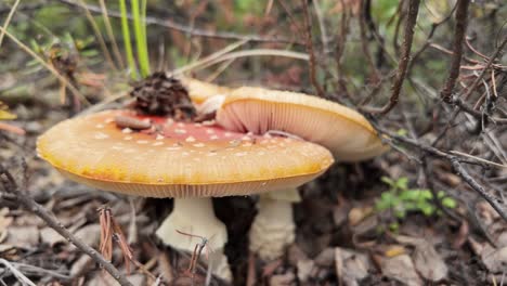 explore la encantadora belleza de los hongos de colores brillantes que surgen del suelo del bosque en el sereno desierto de yakutia