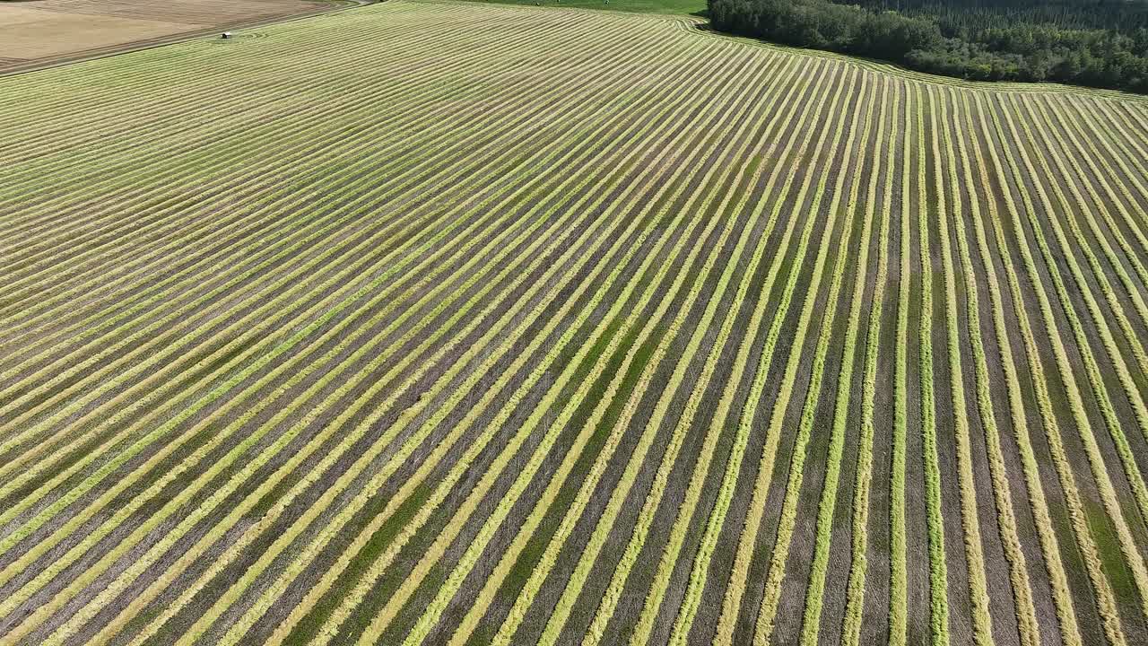 Drone flying over a field of recently swathed canola
