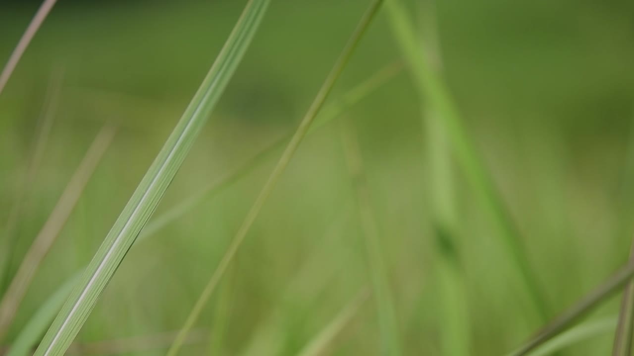una hierba perenne originaria de asia tropical y subtropical y también introducida en varios países