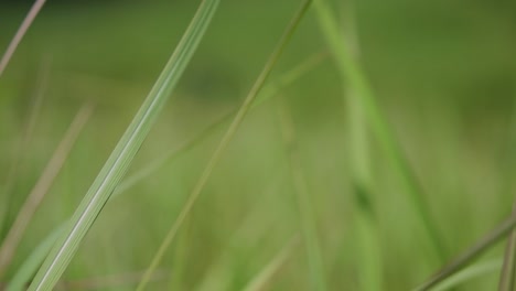 una hierba perenne originaria de asia tropical y subtropical y también introducida en varios países