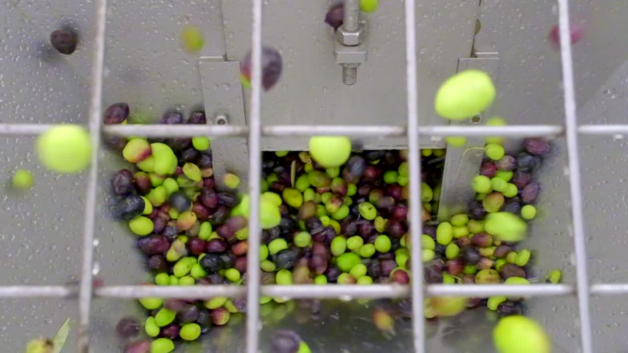 imágenes de verter aceitunas en la máquina en la fábrica de aceite de oliva